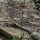 Image of Senecio parentalis O. M. Hilliard & B. L. Burtt