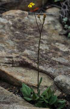 Image of Senecio parentalis O. M. Hilliard & B. L. Burtt