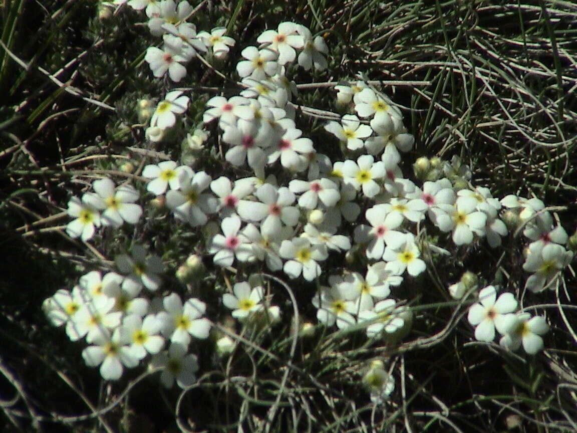 Image of Androsace sericea Ovczinn.