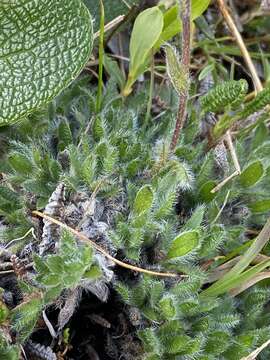 Plancia ëd Eritrichium nanum var. aretioides (Cham.) Herder