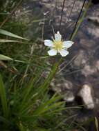 Image of fringed grass of Parnassus