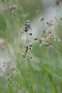 Image de Luzula alpinopilosa (Chaix) Breistr.