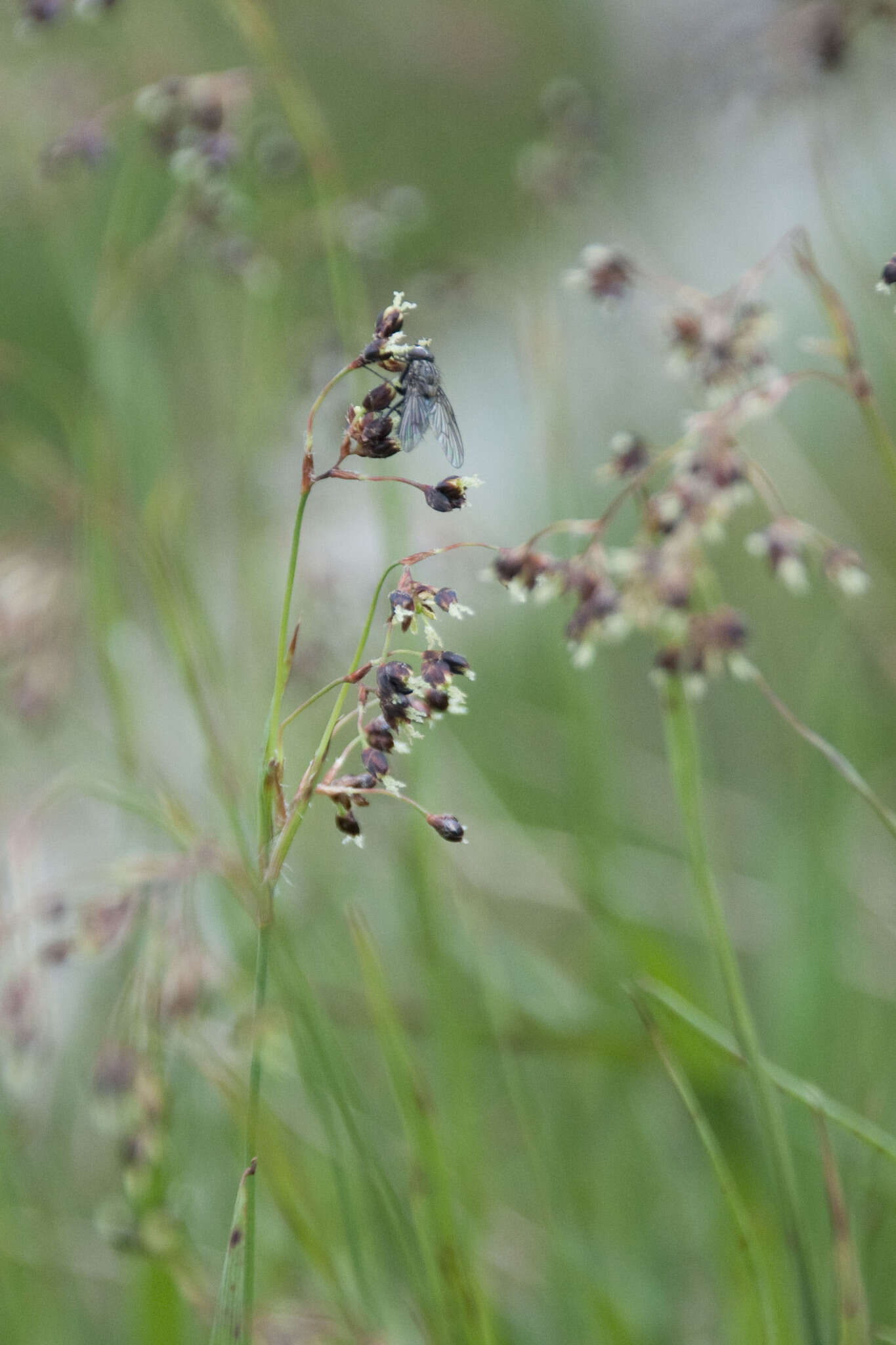 Image of alpine woodrush