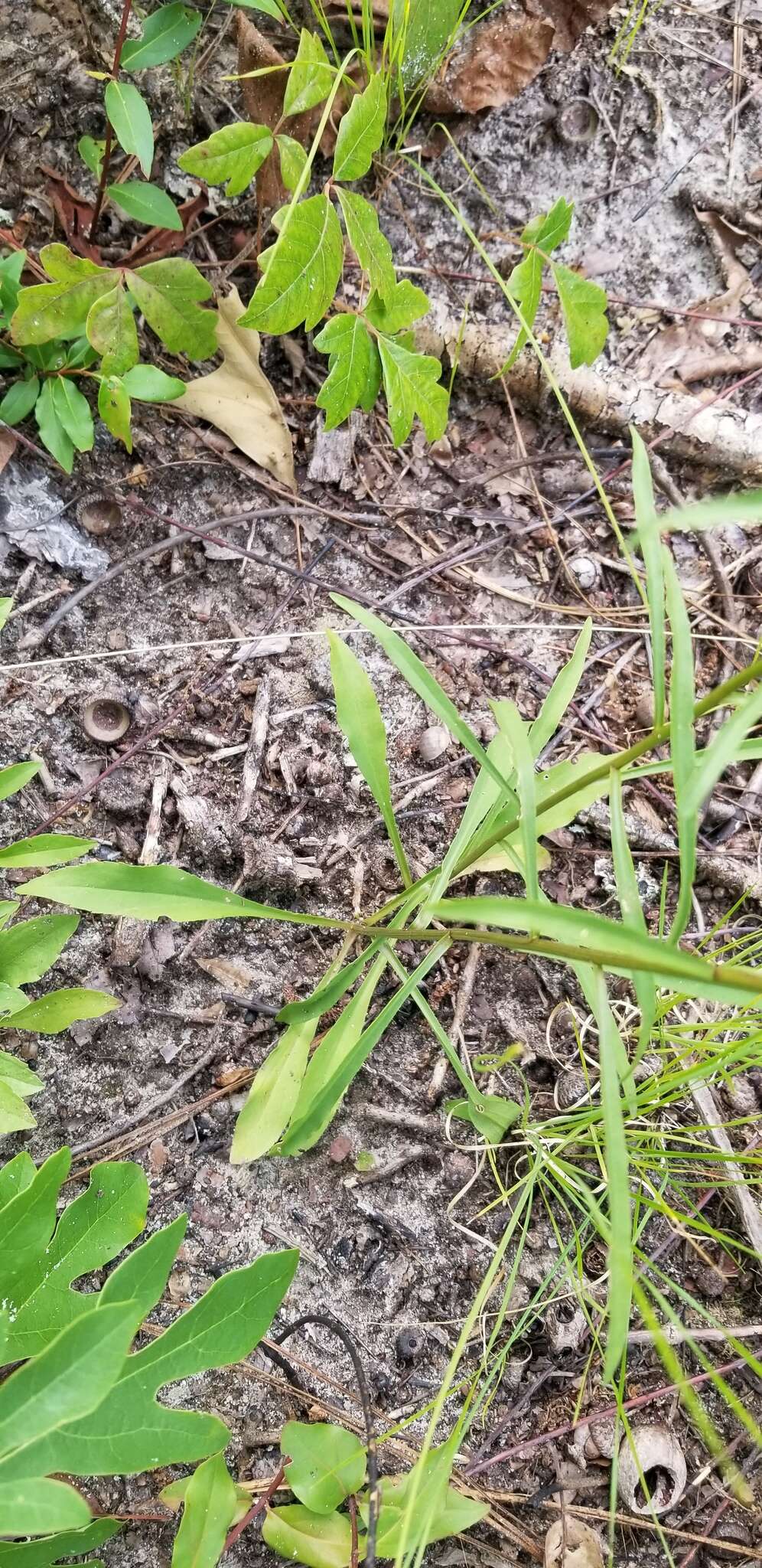 Image of Virginia Goldenrod