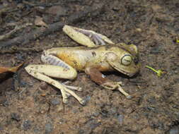 Image of Bokermannohyla circumdata (Cope 1871)