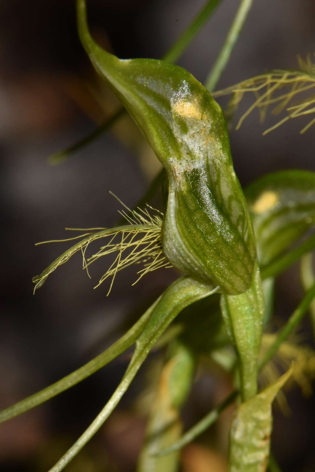 Pterostylis saxosa的圖片