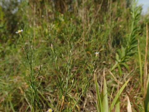 Image of <i>Symphyotrichum <i>subulatum</i></i> var. subulatum