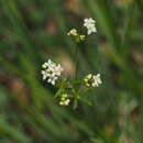 صورة Galium estebanii Sennen