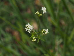 Image of Galium estebanii Sennen