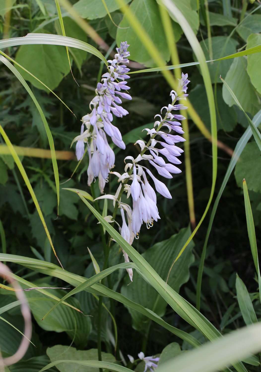 Imagem de Hosta sieboldiana (Hook.) Engl.