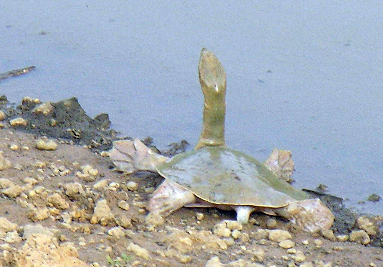 Image of Senegal Soft-shelled Turtle