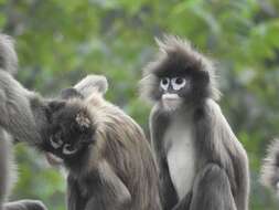 Image of Phayre's Langur