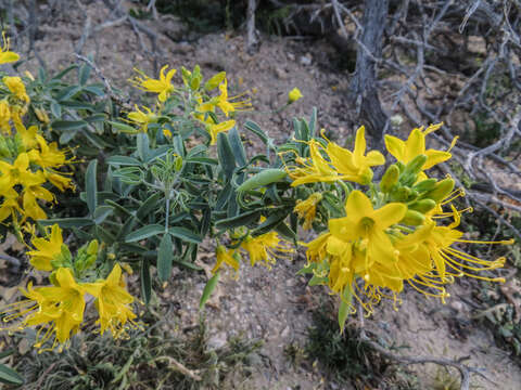 Image of Cleomella arborea var. angustata (Parish) J. C. Hall & Roalson