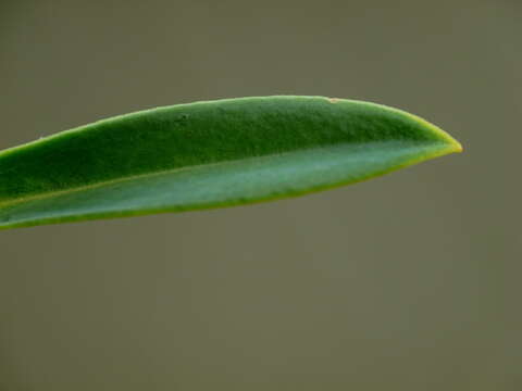 Image of <i>Veronica <i>rigidula</i></i> var. rigidula