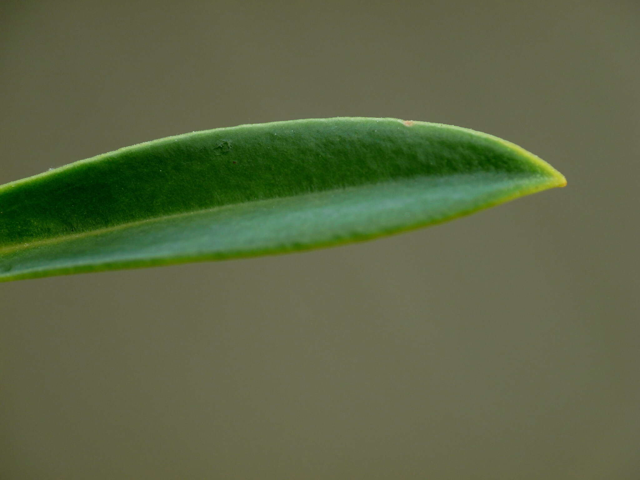 Image of <i>Veronica <i>rigidula</i></i> var. rigidula