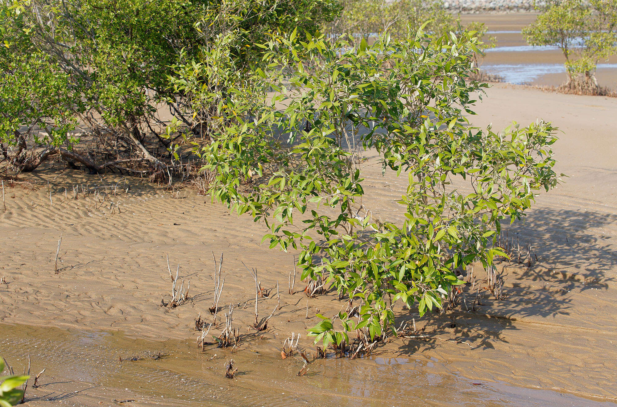 Image of Gray Mangrove