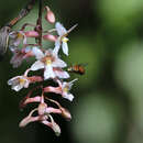 Image of Dendrobium calcariferum Carr