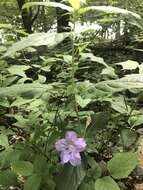 صورة Ruellia purshiana Fern.