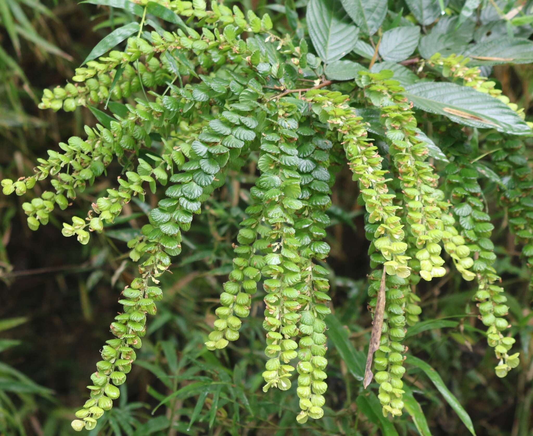 Image de Phyllodium pulchellum (L.) Desv.