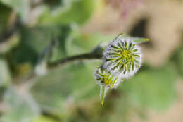 Image of hairy desertsunflower