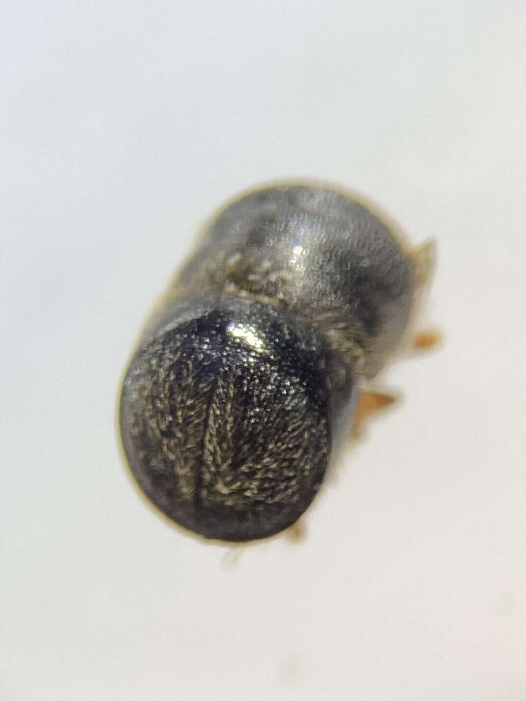 Image of Camphor shot borer