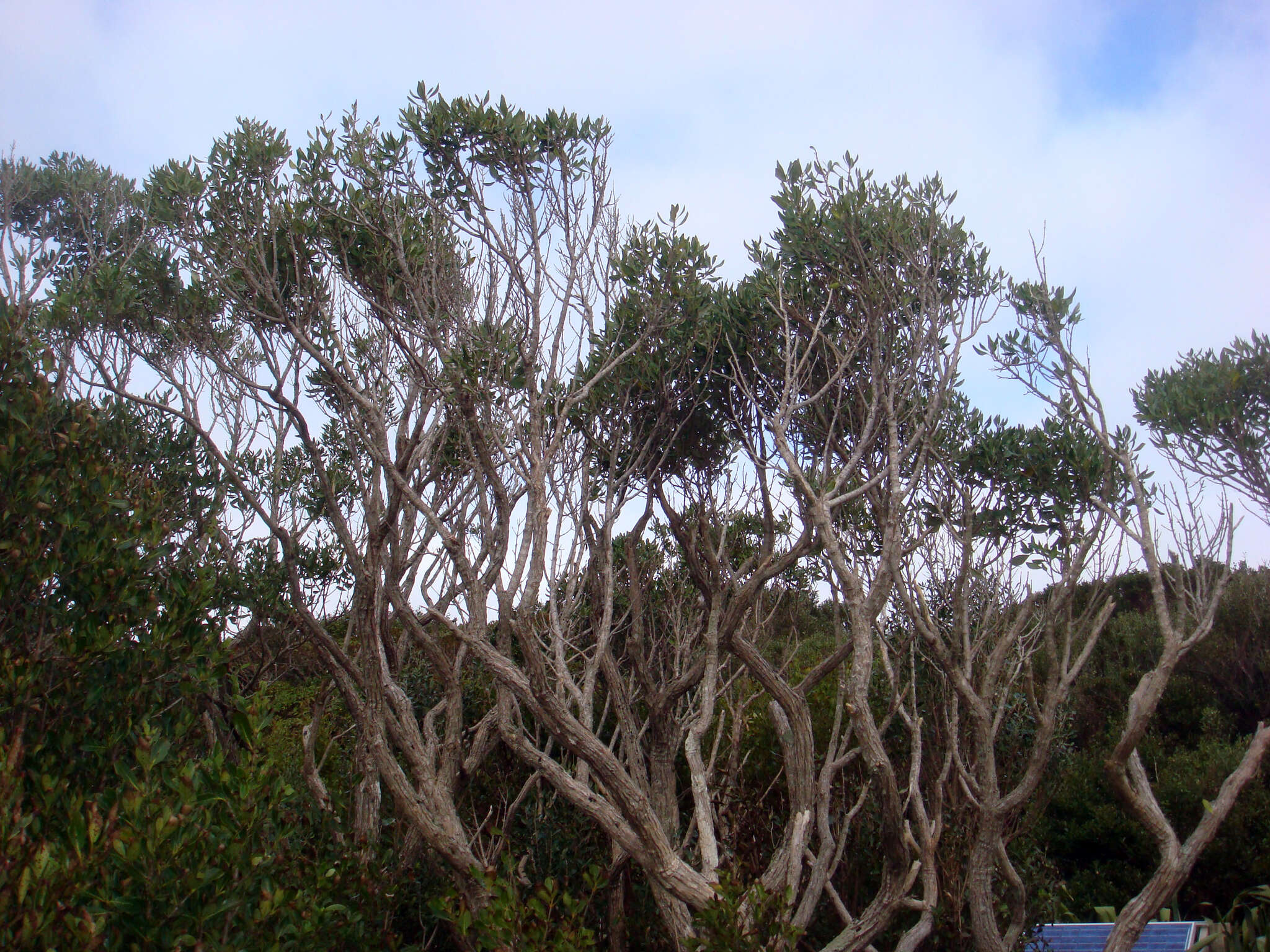 Image of Olearia telmatica Heenan & de Lange