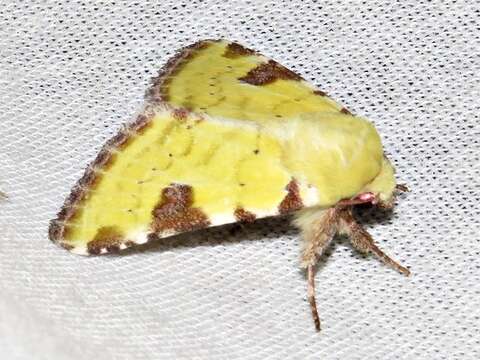 Image of <i>Heliothis flavirufa</i> (Hampson 1910)