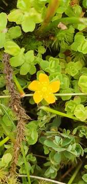 Imagem de Hypericum japonicum subsp. japonicum