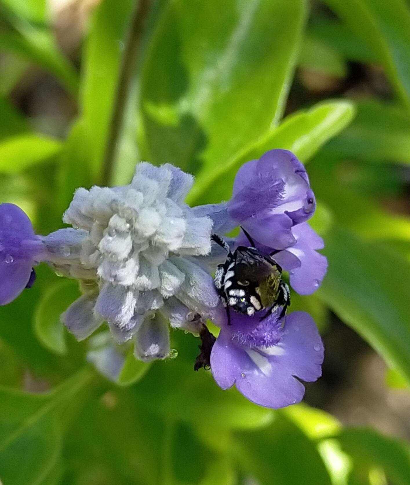 Image of Domino cuckoo bee