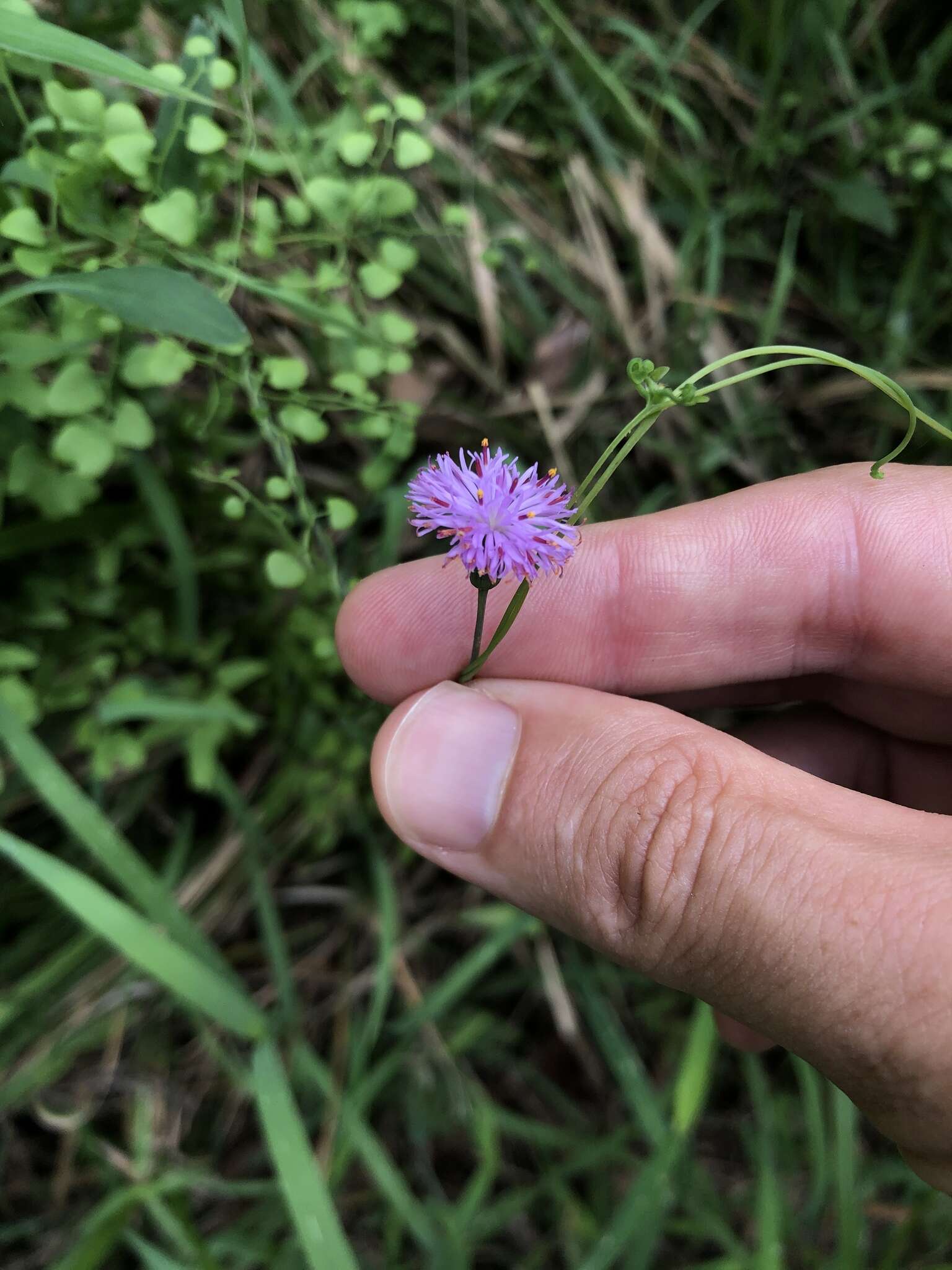 Plancia ëd Emilia prenanthoidea DC.