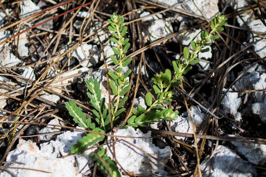 Image of southern Florida sandmat