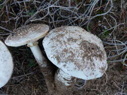 Image of Amanita gracilior Bas & Honrubia 1982