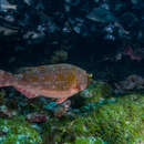 Image of Gray parrotfish