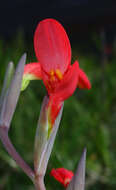 Plancia ëd Gladiolus cunonius (L.) Gaertn.