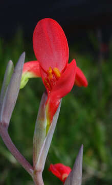 Plancia ëd Gladiolus cunonius (L.) Gaertn.