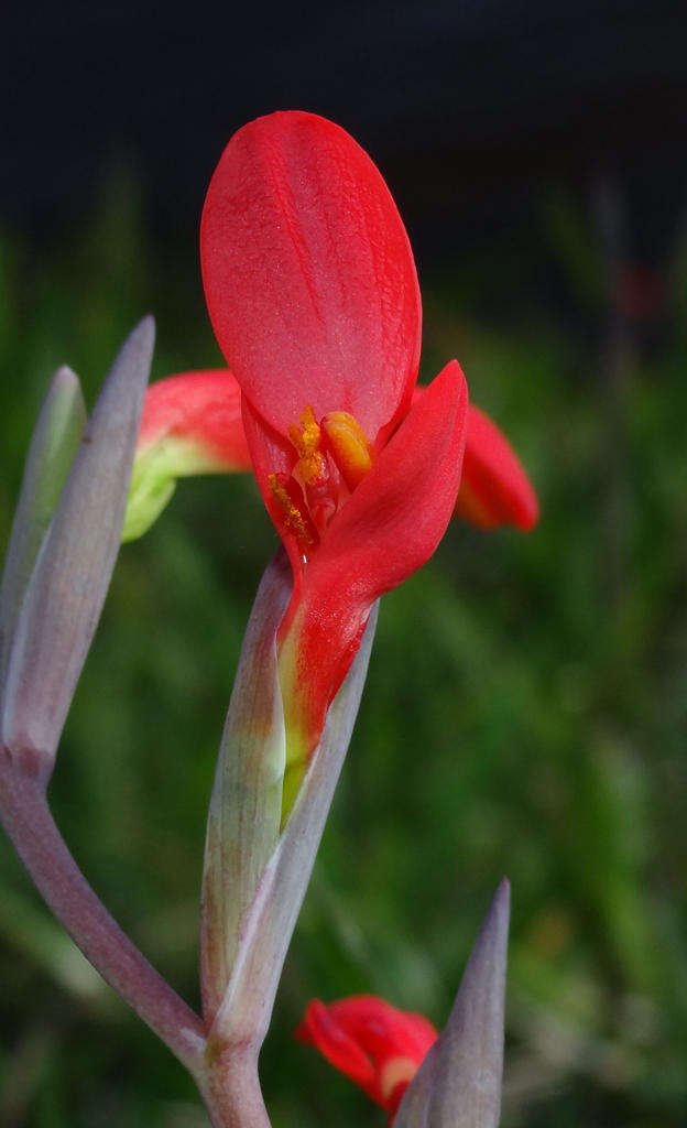 Plancia ëd Gladiolus cunonius (L.) Gaertn.