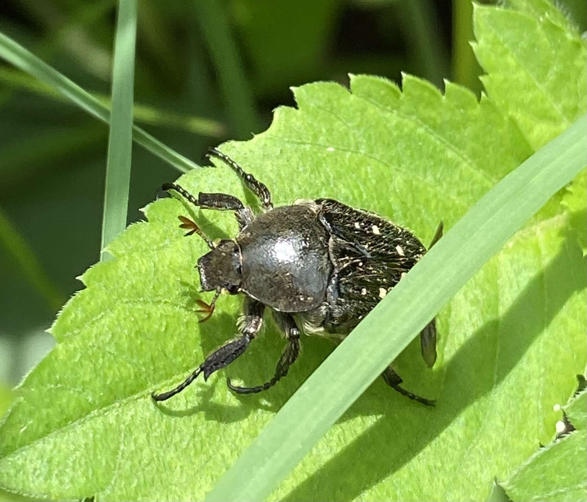 Imagem de Tetragonorrhina