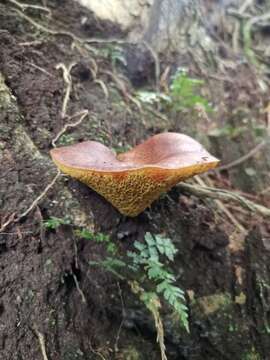 Image of Boletinellus exiguus (Singer & Digilio) Watling 1997