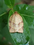 Image of Spotted Fireworm Moth