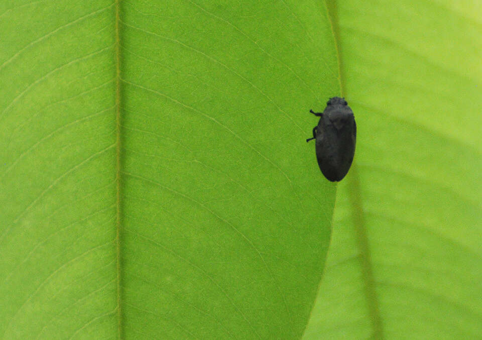 Image of Zulia (Zulia) pubescens (Fabricius 1803)