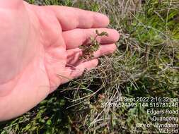 Image of Pimelea spinescens subsp. spinescens