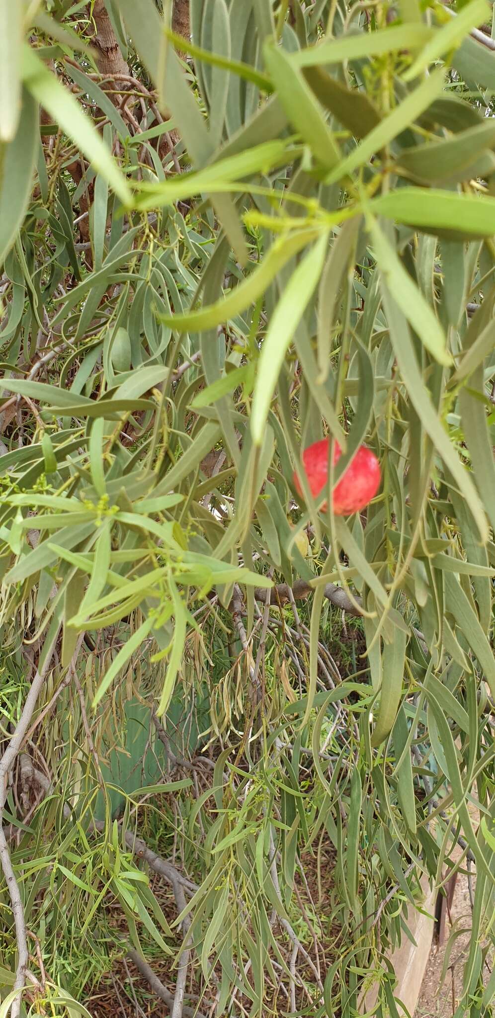 Image of Santalum acuminatum (R. Br.) A. DC.