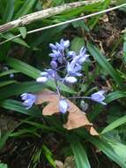 Image of Scilla bithynica Boiss.