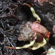 Image of Bering hermit crab