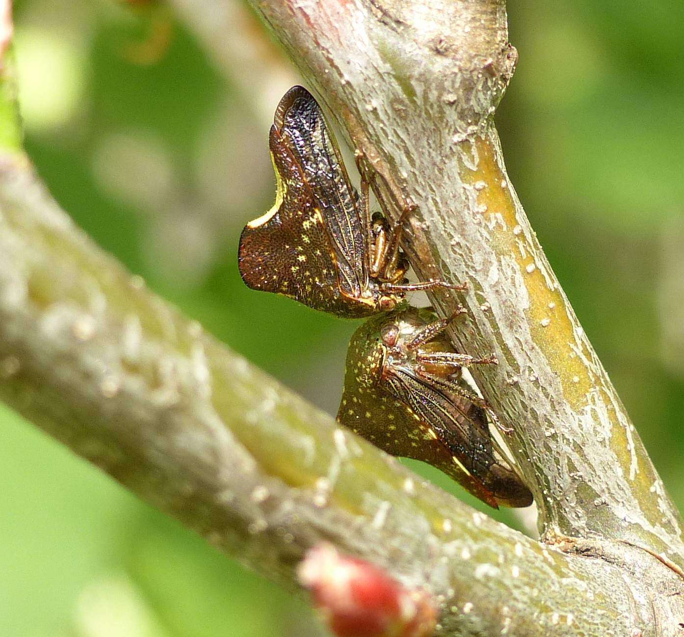 Image of Telamona monticola Fabricius