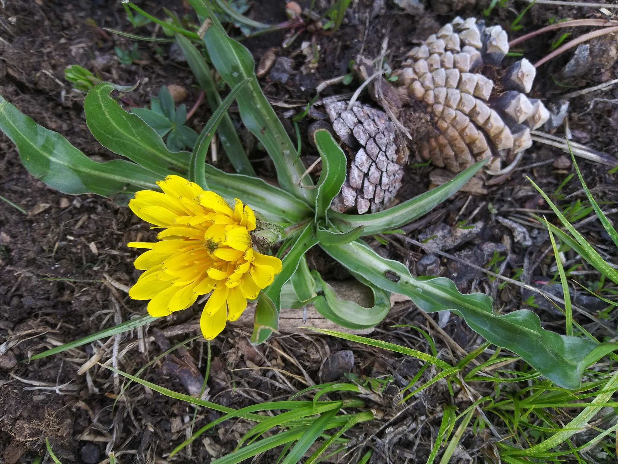 Image of speckled false dandelion