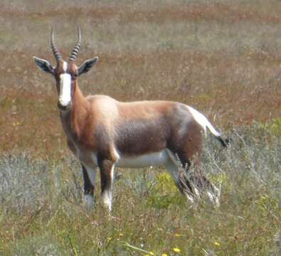 Image of Bontebok