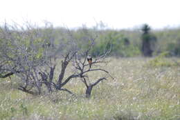 Слика од Falco femoralis septentrionalis Todd 1916