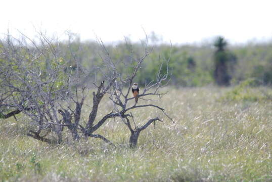 Image of Northern Aplomado Falcon