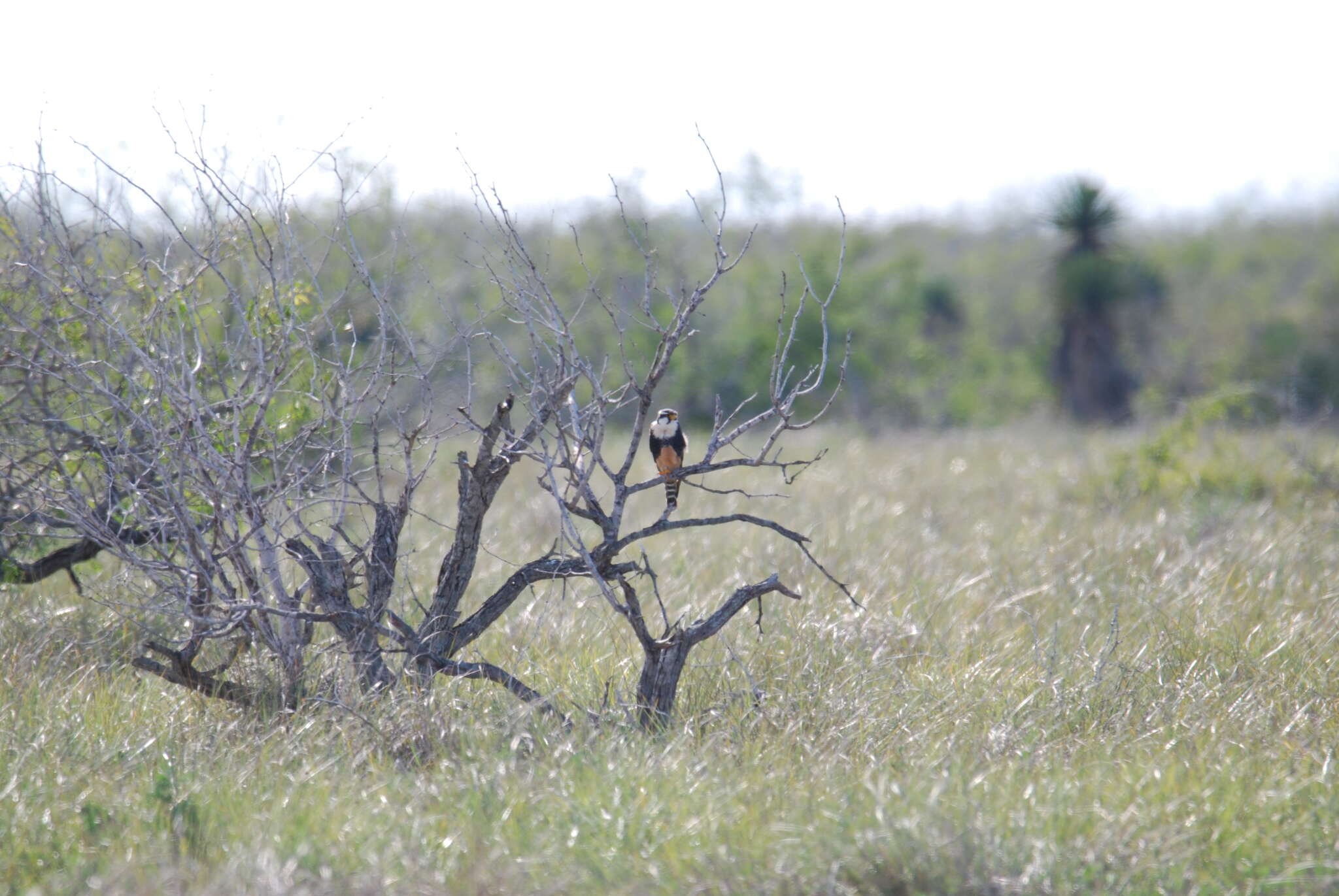 صورة Falco femoralis septentrionalis Todd 1916